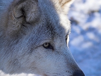 Arctic Wolf 061